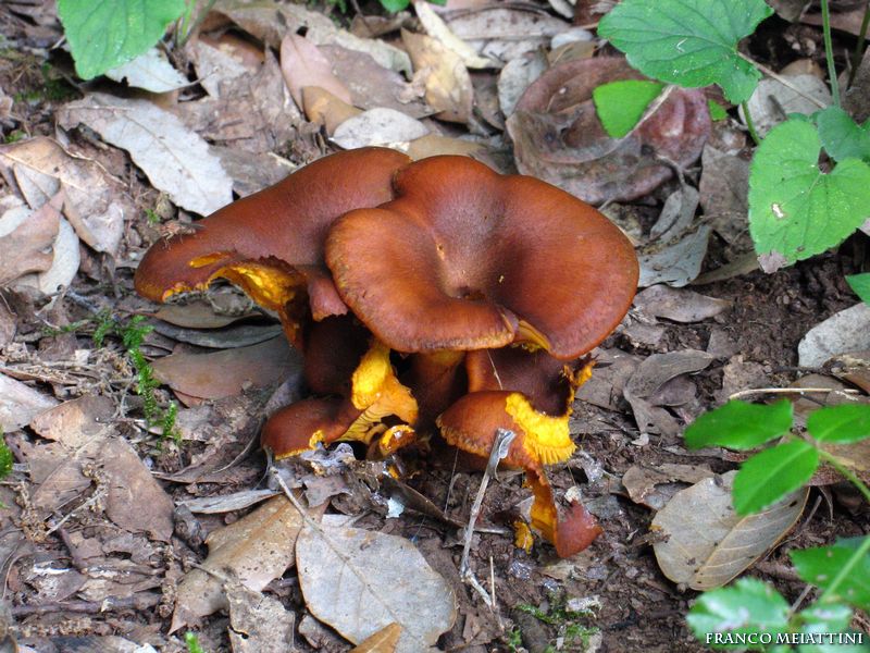 Omphalotus olearius sotto leccio